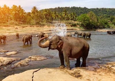 Elephant bathing at Pinnawala Elephant Orphanage Sri Lanka