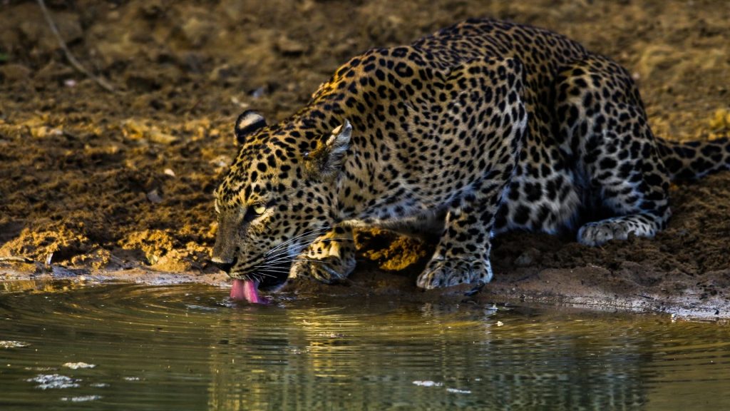 Leopard drinking water at Yala National Park Sri Lanka