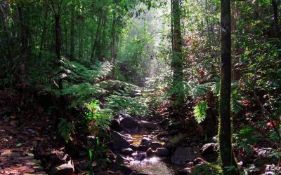 Sinharaja Forest Reserve: A Biodiversity Hotspot and UNESCO Heritage Site