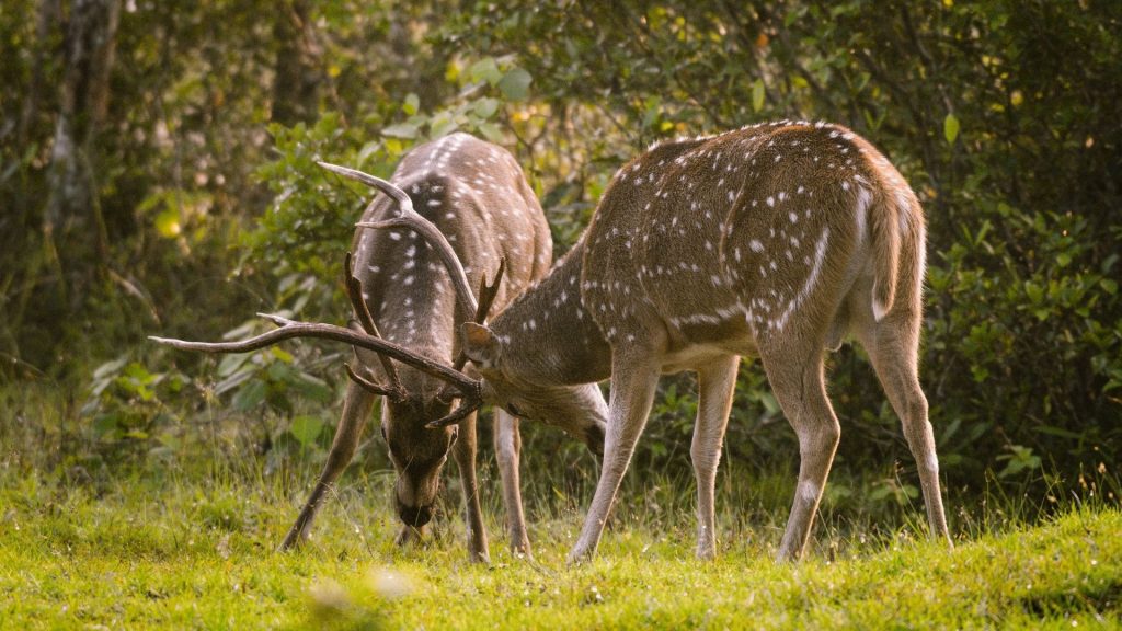 Deer Fight Spotted in Wilpattu National Park