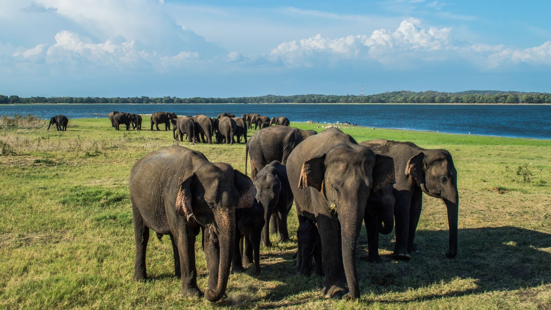 Herd of Elephants in Minneriya National Park