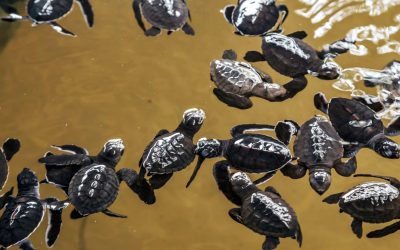 The Wonderful Sea Turtles That Visit Sri Lanka