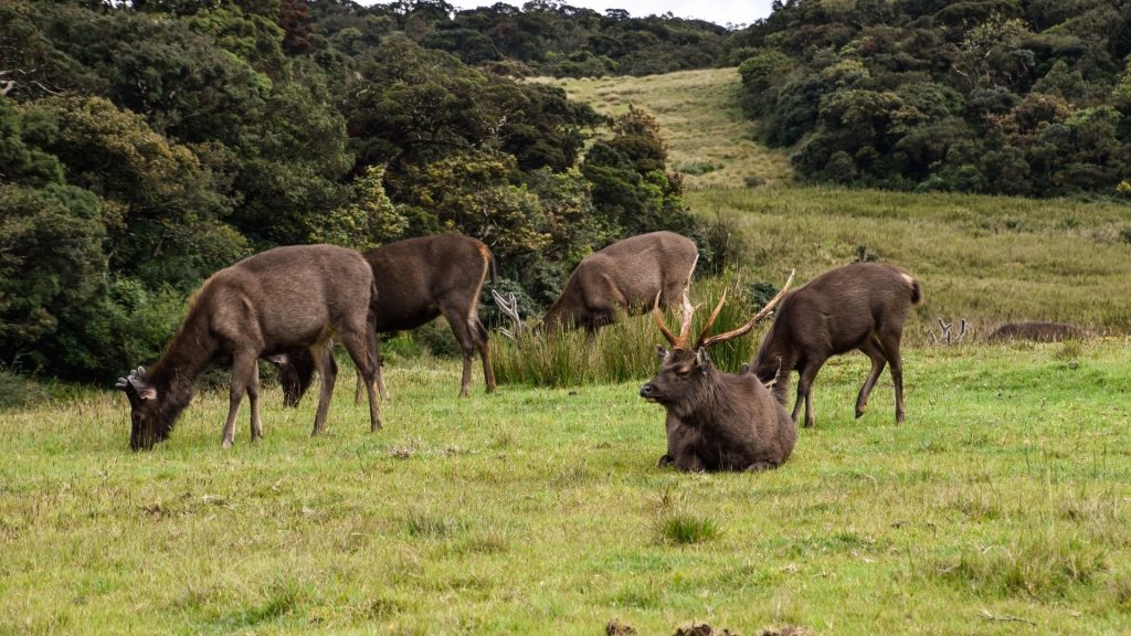 Sambar Deers In Horton Plains