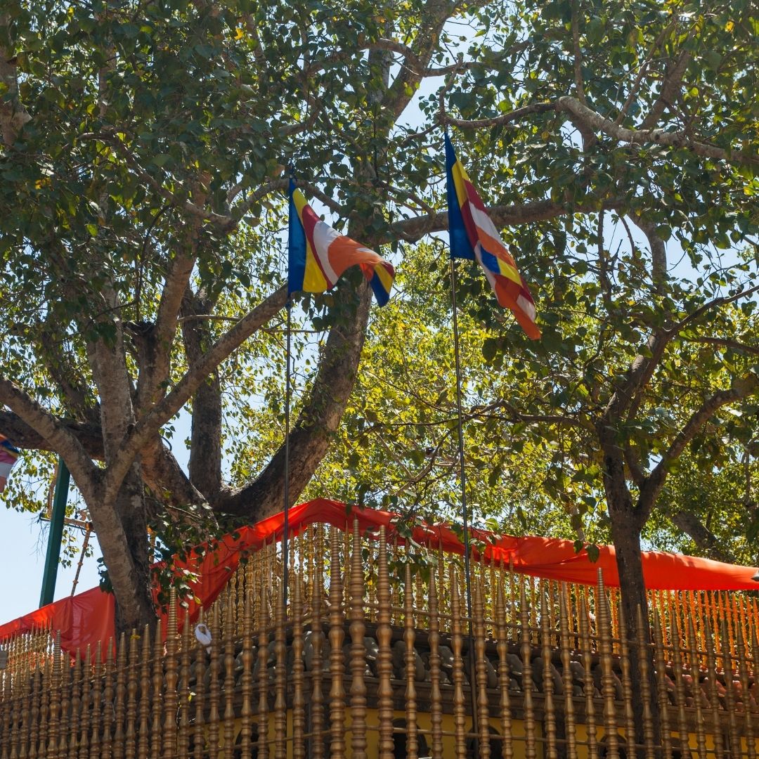 Anuradhapura Jaya Sri Maha Bodhi Tree