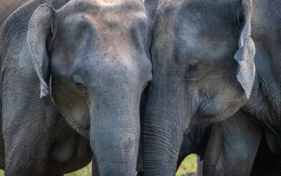The Gentle Giants of Sri Lanka: Exploring the Wonderful World of Sri Lankan Elephants