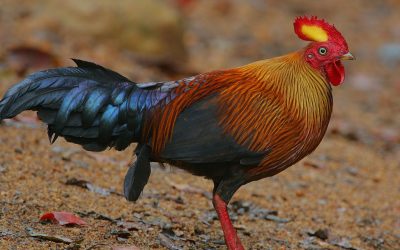 Discover Unique and Charming Endemic Birds of Sri Lanka